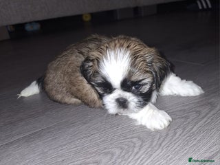 Shih Tzu dogs Beautiful shihtzu puppies - Advert 1