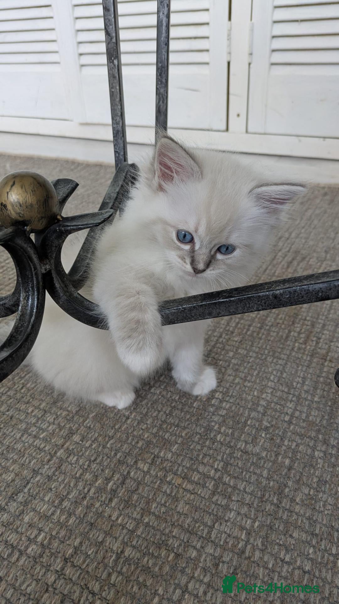 Ragdoll cats TICA Ragdoll Kittens – Blue Bicolour Boys & Girls - Advert 1