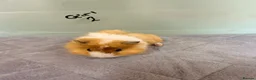Guinea Pig rodents for sale: Guinea pigs for sale  - Advert 9