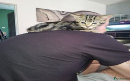 Mixed Breed cats for sale: Kitten - Image 1