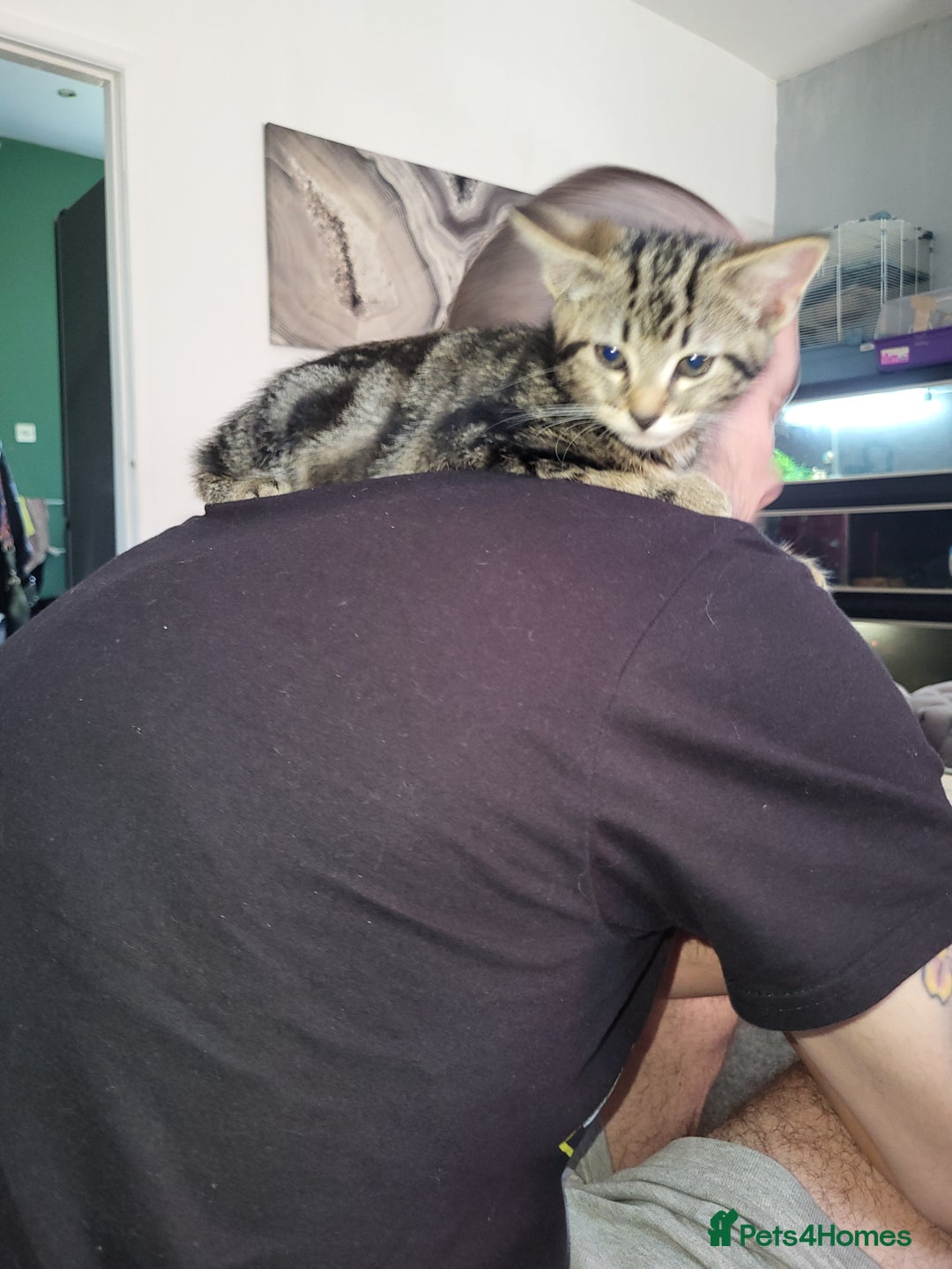 Mixed Breed cats for sale: Kitten - Image 1