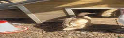 Ducks poultry for sale: Female Khaki Campbell duck for sale - Advert 5
