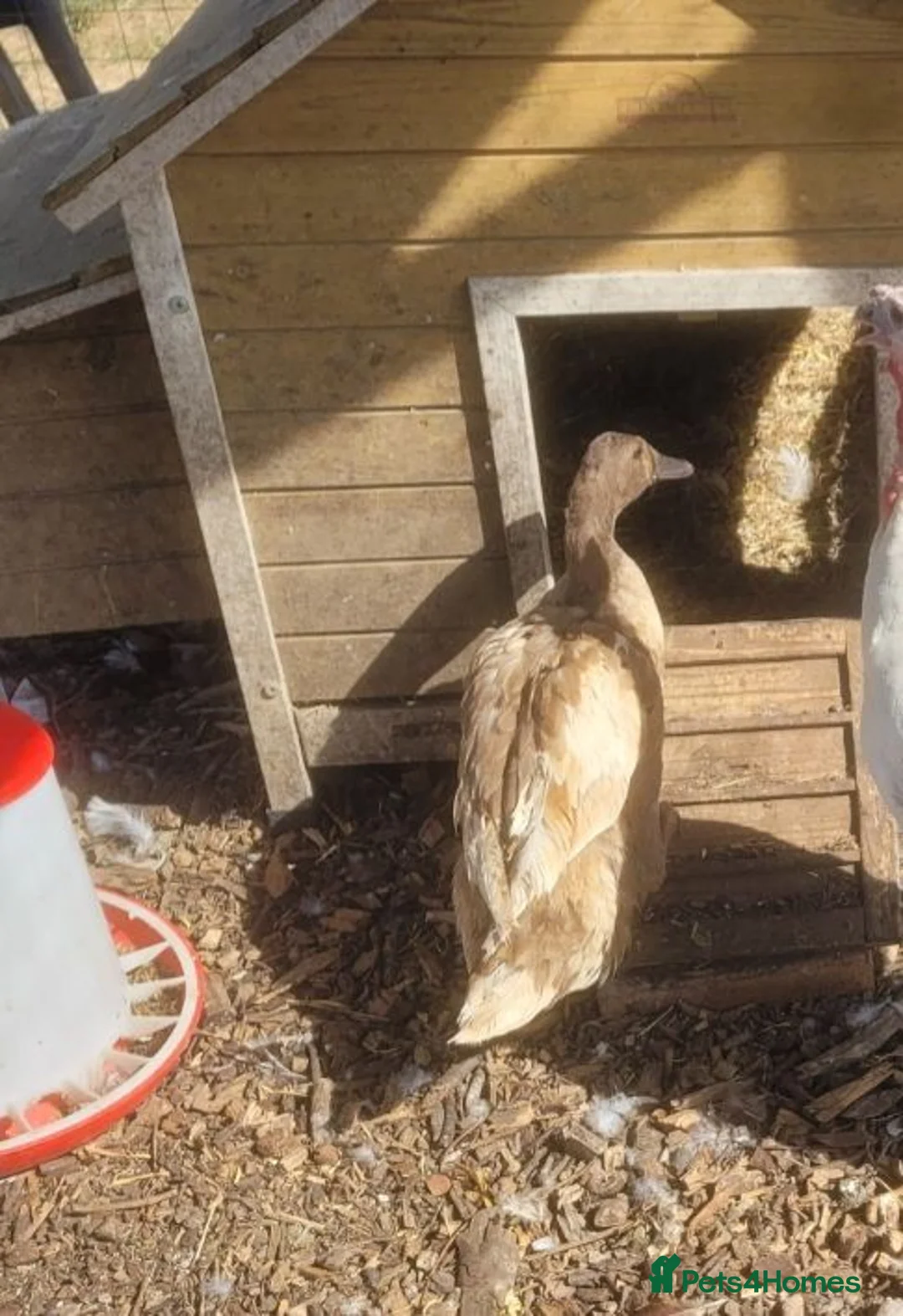 Ducks poultry for sale: Female Khaki Campbell duck for sale - Advert 5