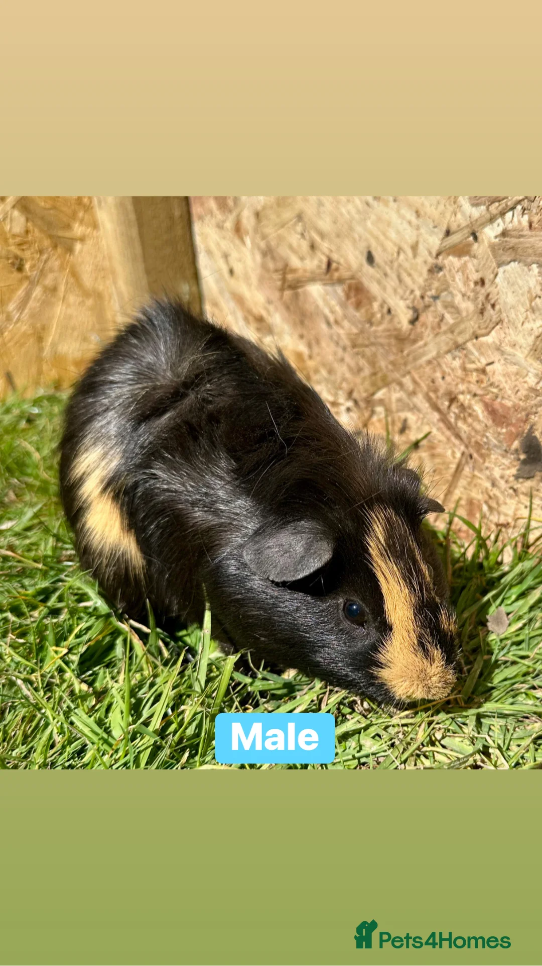 Guinea Pig rodents for sale: Young Guinea pigs  - Advert 30