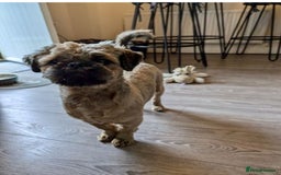 Shih Tzu dogs for sale: KC Shihtzu pups  - Image 17