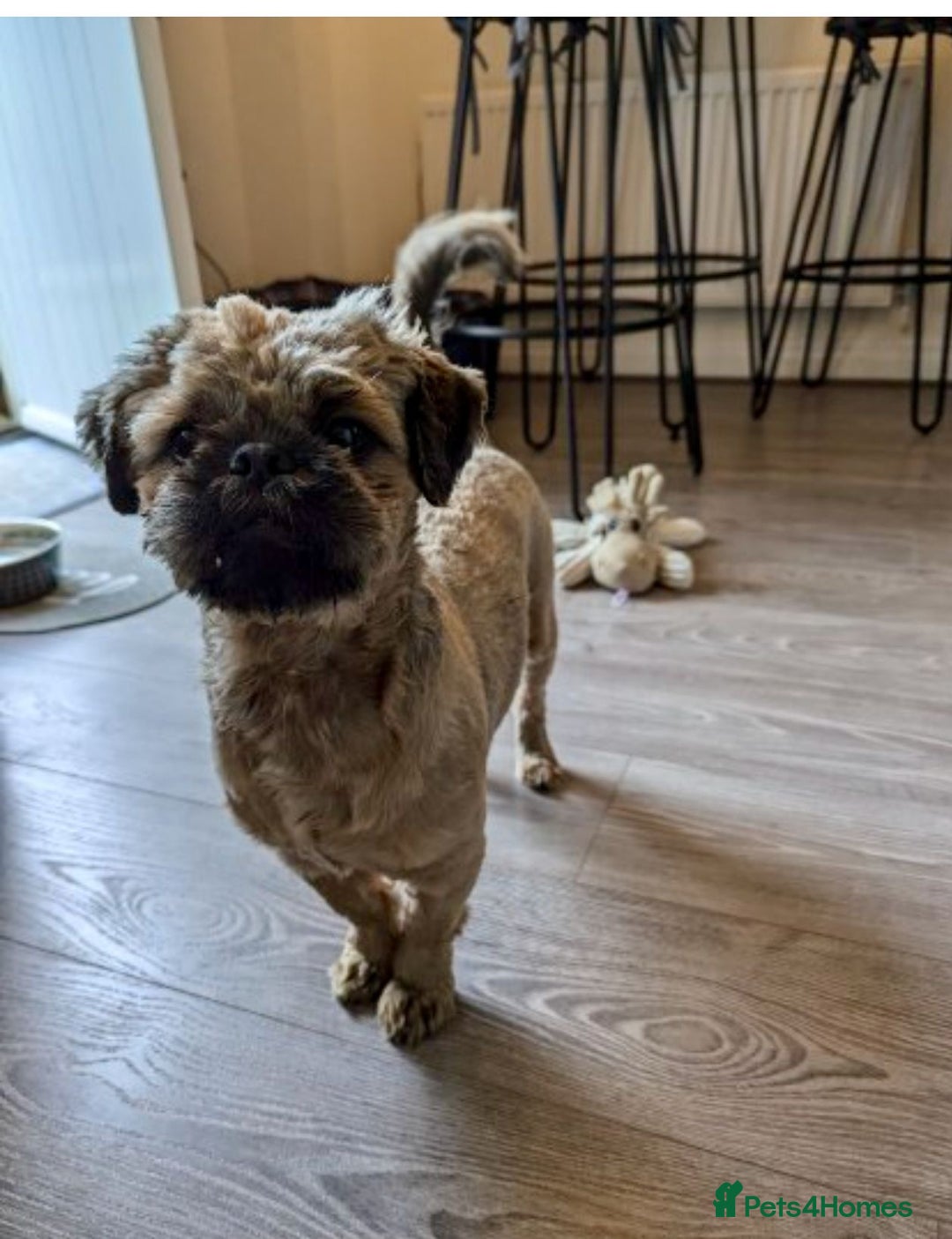 Shih Tzu dogs for sale: KC Shihtzu pups  - Image 17