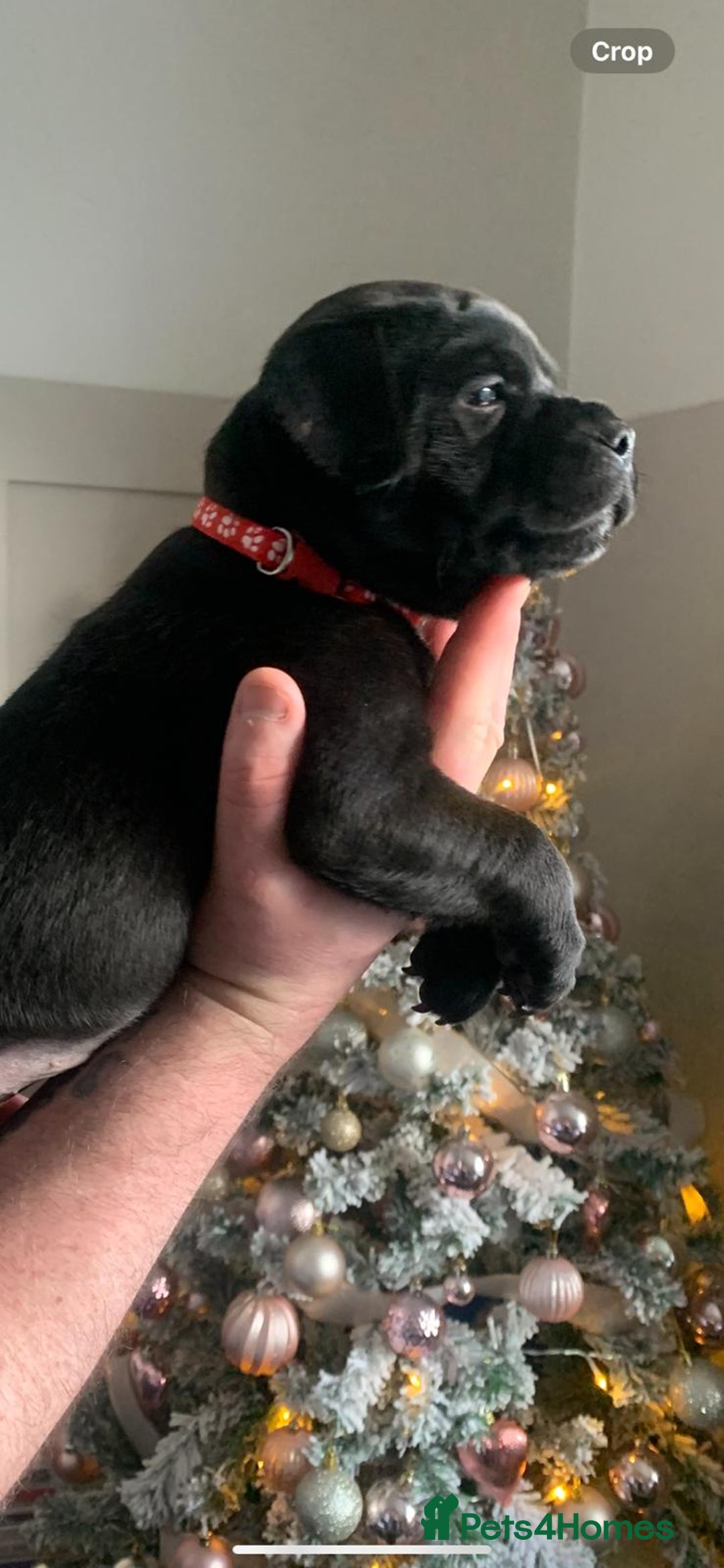 Staffordshire Bull Terrier dogs for sale: blue / black staffordshire bull terrier KC Pups - Advert 12