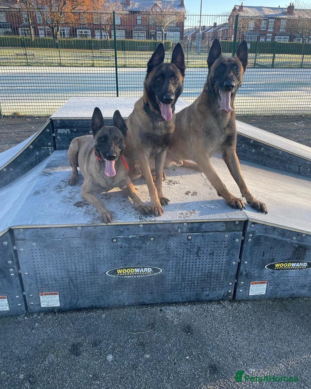 Belgian Shepherd Dog dogs for stud: kc registered Belgian malinois in Chorley - Advert 4