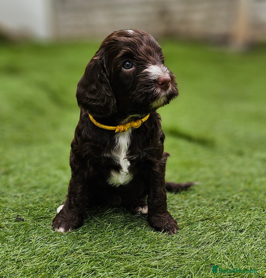 Cockapoo dogs for sale: Beautiful Chunky f2 Cockapoo Puppies  - Image 20