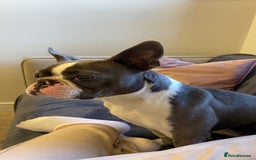 Boston Terrier dogs for sale: Boston terrier adult female in Doncaster - Image 9