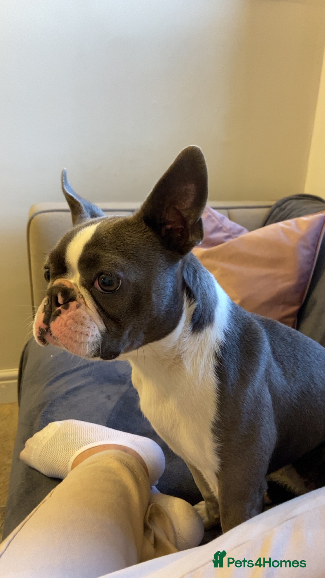 Boston Terrier dogs for sale: Boston terrier adult female in Doncaster - Image 9