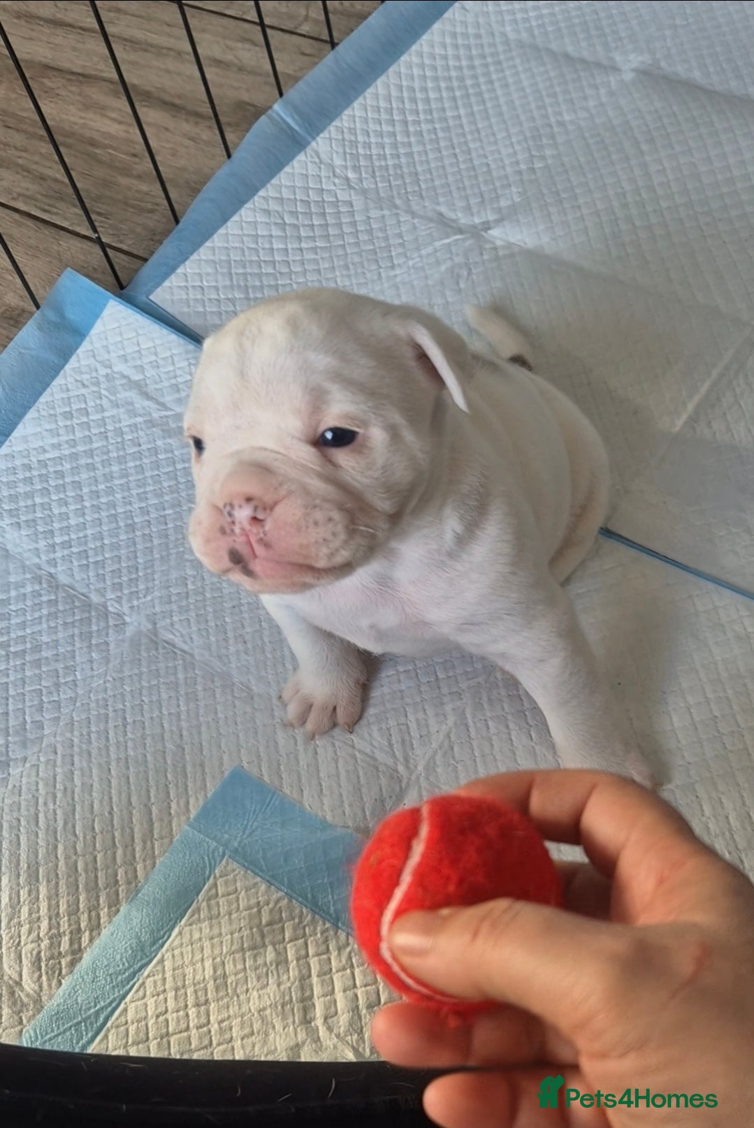 Olde English Bulldogge dogs Stunning litter of Olde English Bulldogge puppies  - Advert 3