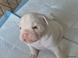 Olde English Bulldogge dogs Stunning litter of Olde English Bulldogge puppies - Advert 3