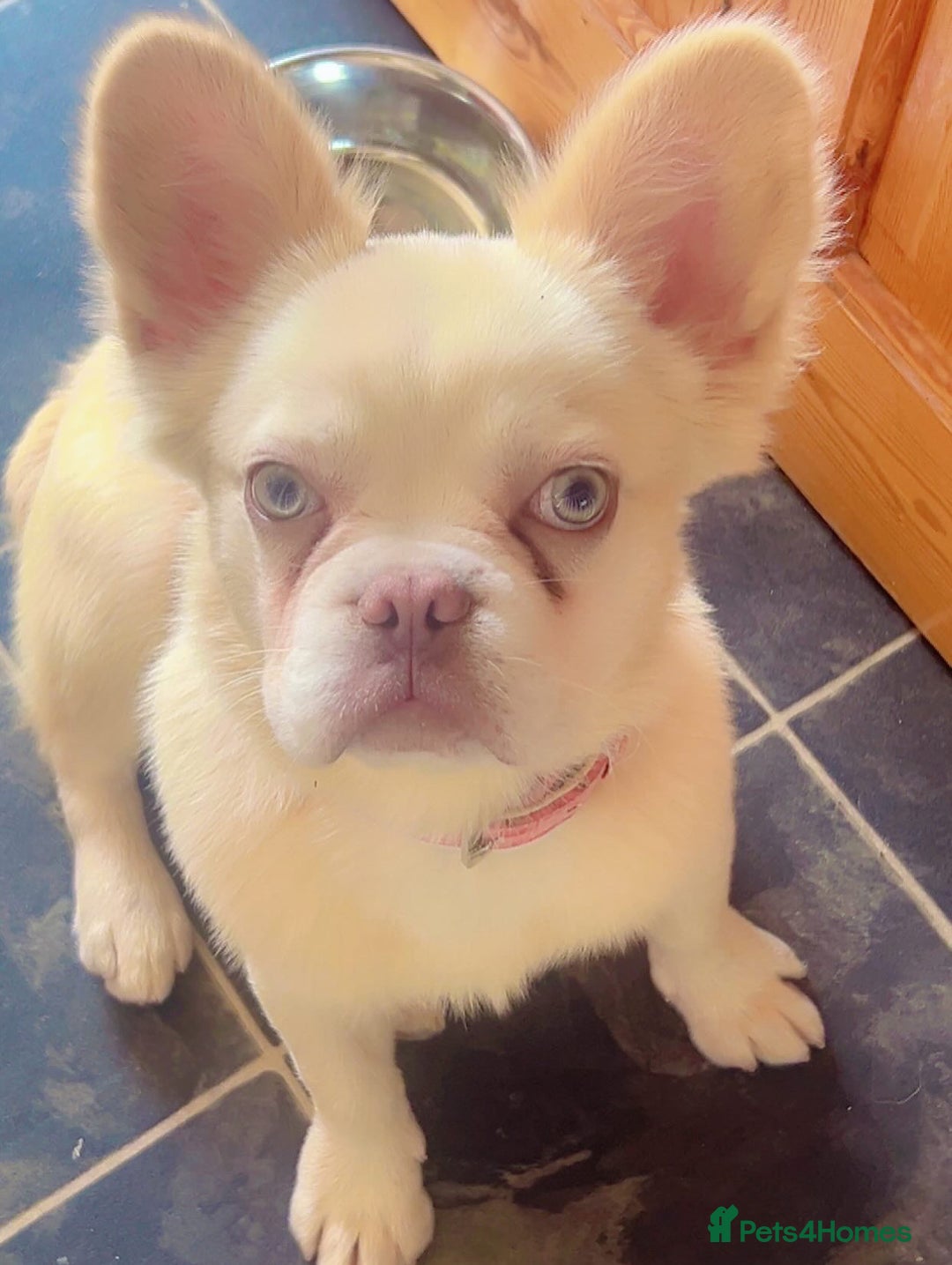 French Bulldog dogs for sale: Fluffy french bulldog - Advert 4