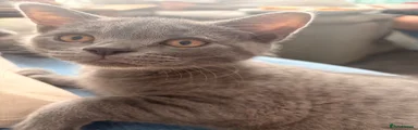 British Shorthair 2