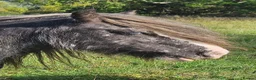 Irish Cob horses for sale: Spotted Cob Gelding - 11.2hh, Rising 5yrs - Advert 3