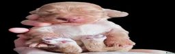 Cocker Spaniel dogs for sale: Beautiful Cocker spaniel puppies  in Driffield - Advert 18