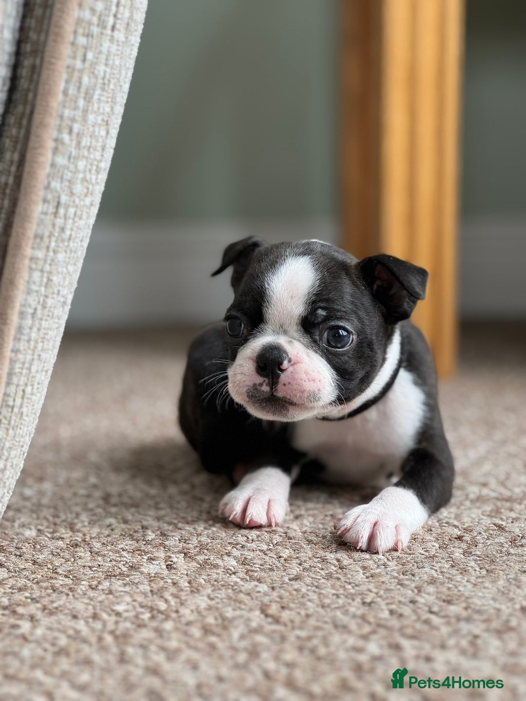 Boston Terrier dogs for sale: Gorgeous KC Boston Terrier Pups for Loving Homes - Image 19