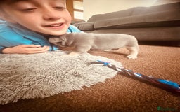 French Bulldog dogs for sale: Stunning French bulldog boy - Image 21