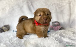 Shar Pei dogs for sale: ⭐️Quality Shar pei puppies for sale⭐️ - Image 6