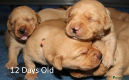 Labrador Retriever dogs for sale: Red Fox Labs : Health Checked-KC Reg-FTCH Pedigree - Image 7