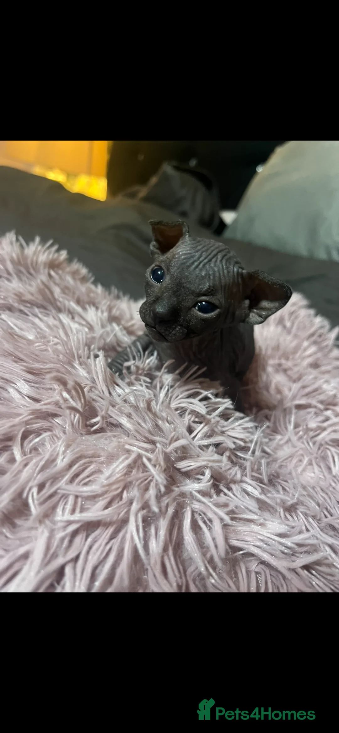 Sphynx cats for sale: Canadian Sphynx kitten boy in Bodmin - Advert 2
