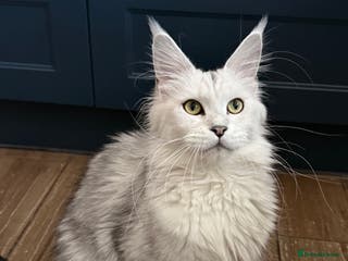 Maine Coon cats TICA Mainecoone Black Silver Shaded UNIQUE ❤️🏅🏅 - Advert 9