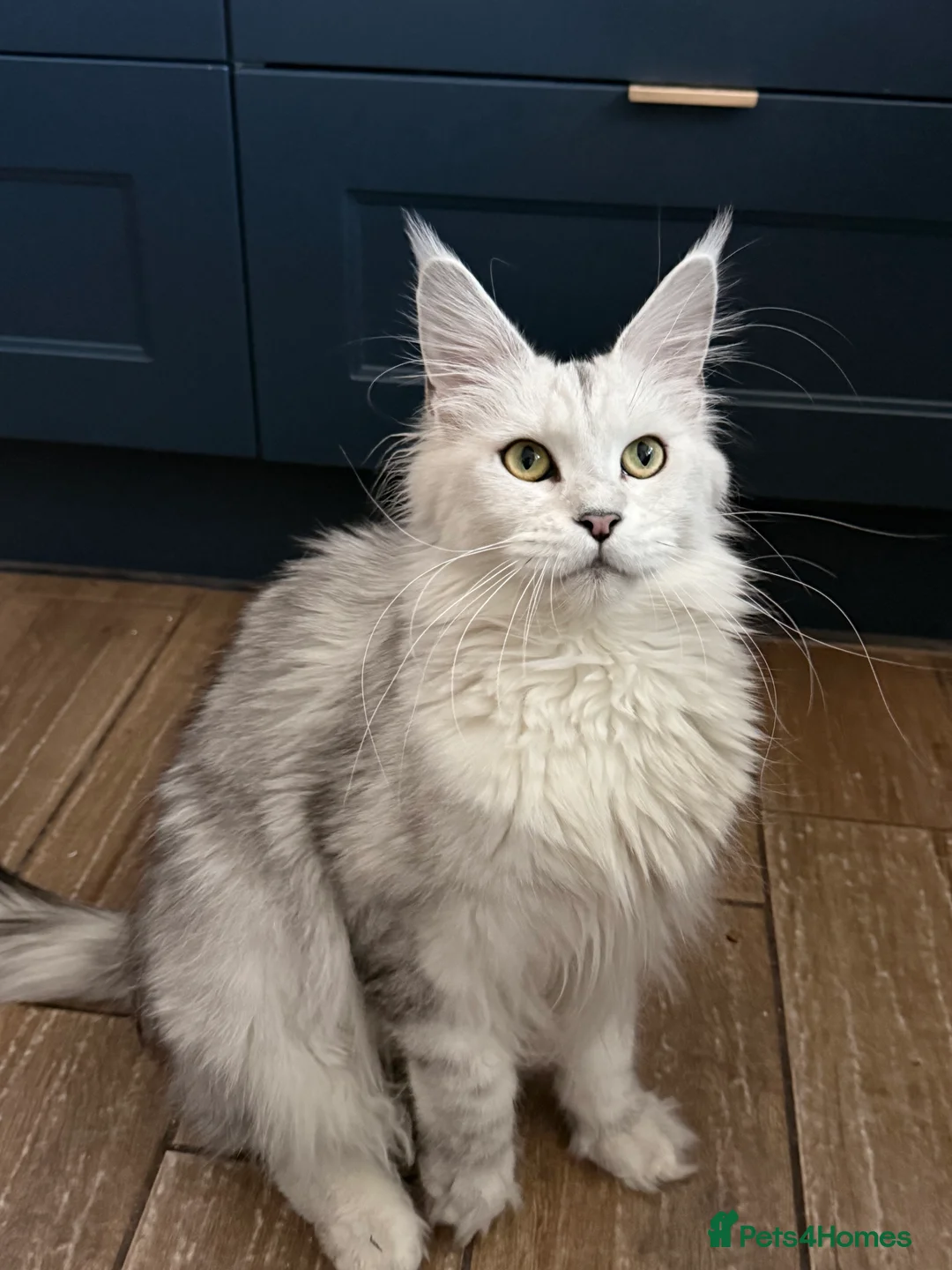 Maine Coon cats for sale: TICA  Mainecoone Black Silver Shaded UNIQUE ❤️🏅🏅 - Advert 1