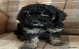 Cockapoo dogs for sale: Cockapoo  - Image 4