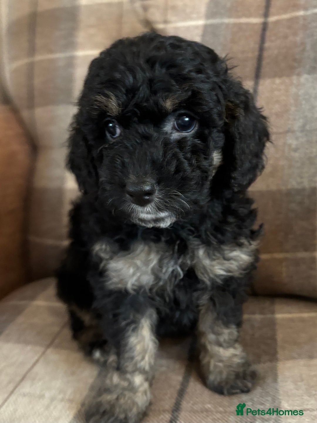 Cockapoo dogs for sale: Cockapoo  - Image 4