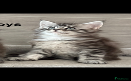 Maine Coon cats for sale: TICA DNA tested 5 Gen Pedigree  - Image 8