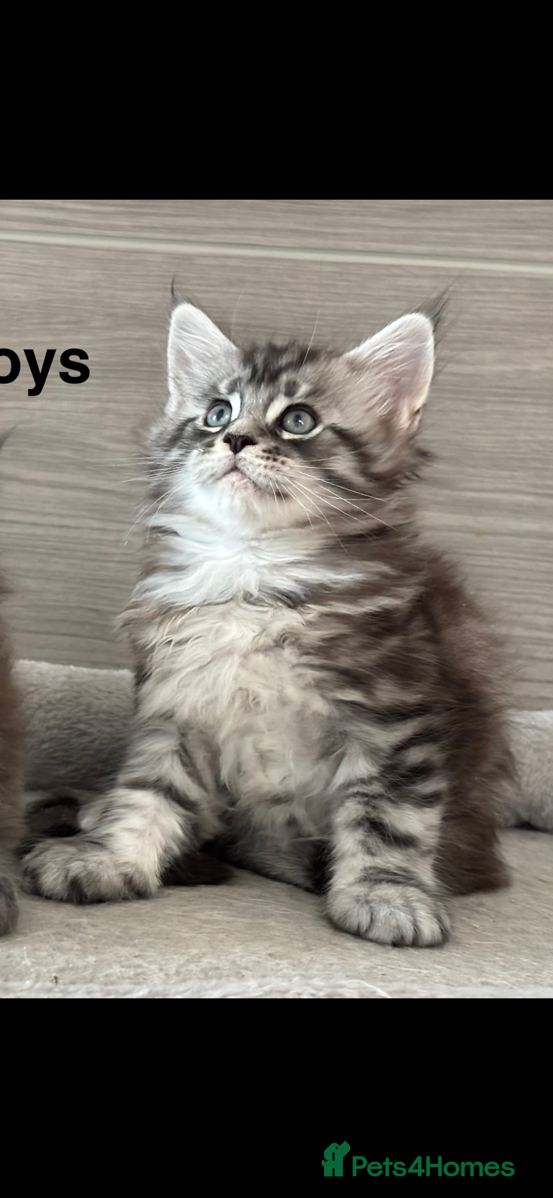 Maine Coon cats for sale: TICA DNA tested 5 Gen Pedigree  - Image 8