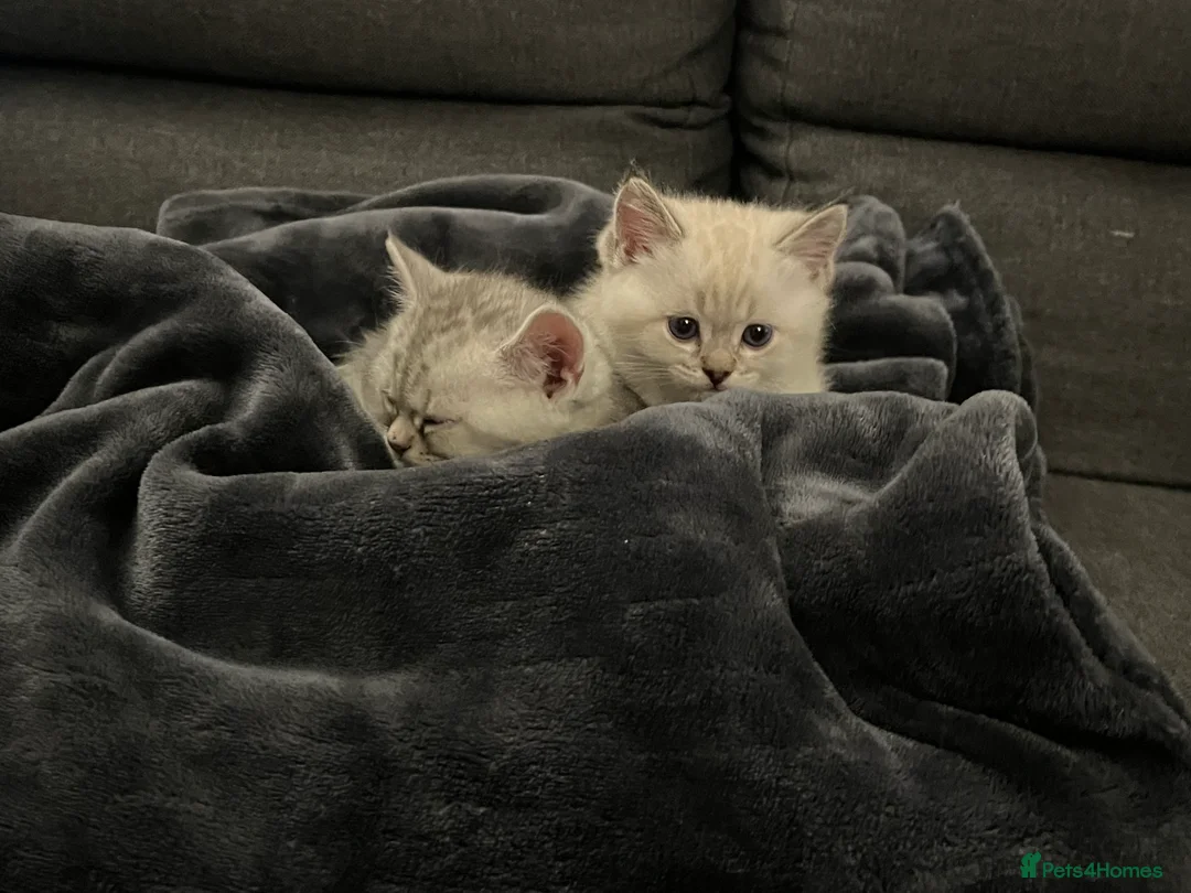 British Shorthair cats for sale: A beautiful kittens British shorthair  - Advert 4