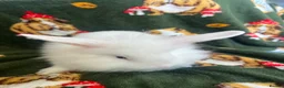 Lionhead rabbits for sale: 3 lion heads  - Advert 4