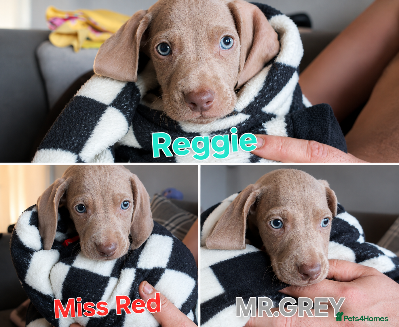 Weimaraner dogs for sale: Weimaraner Puppies Looking for Their Forver Home🐾 in Shrewsbury - Advert 3