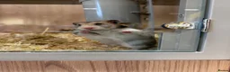 Hamster rodents for sale: Female Syrian hamster (WITH CAGE AND FULL SET UP) - Advert 2