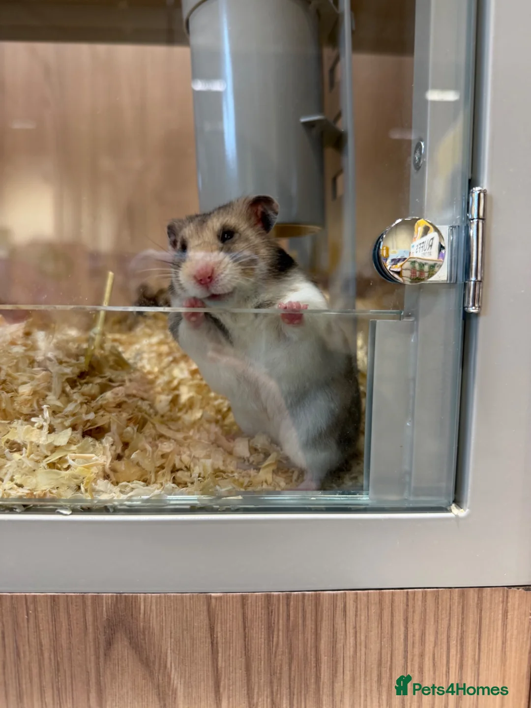 Hamster rodents for sale: Female Syrian hamster (WITH CAGE AND FULL SET UP) - Advert 2
