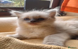 Ragdoll cats for sale: Ragdoll kittens  - Image 3
