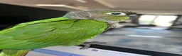 Conures birds for sale: 5 months old baby conure - hand tame  - Advert 4