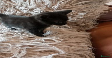 British Shorthair cats - Advert 15