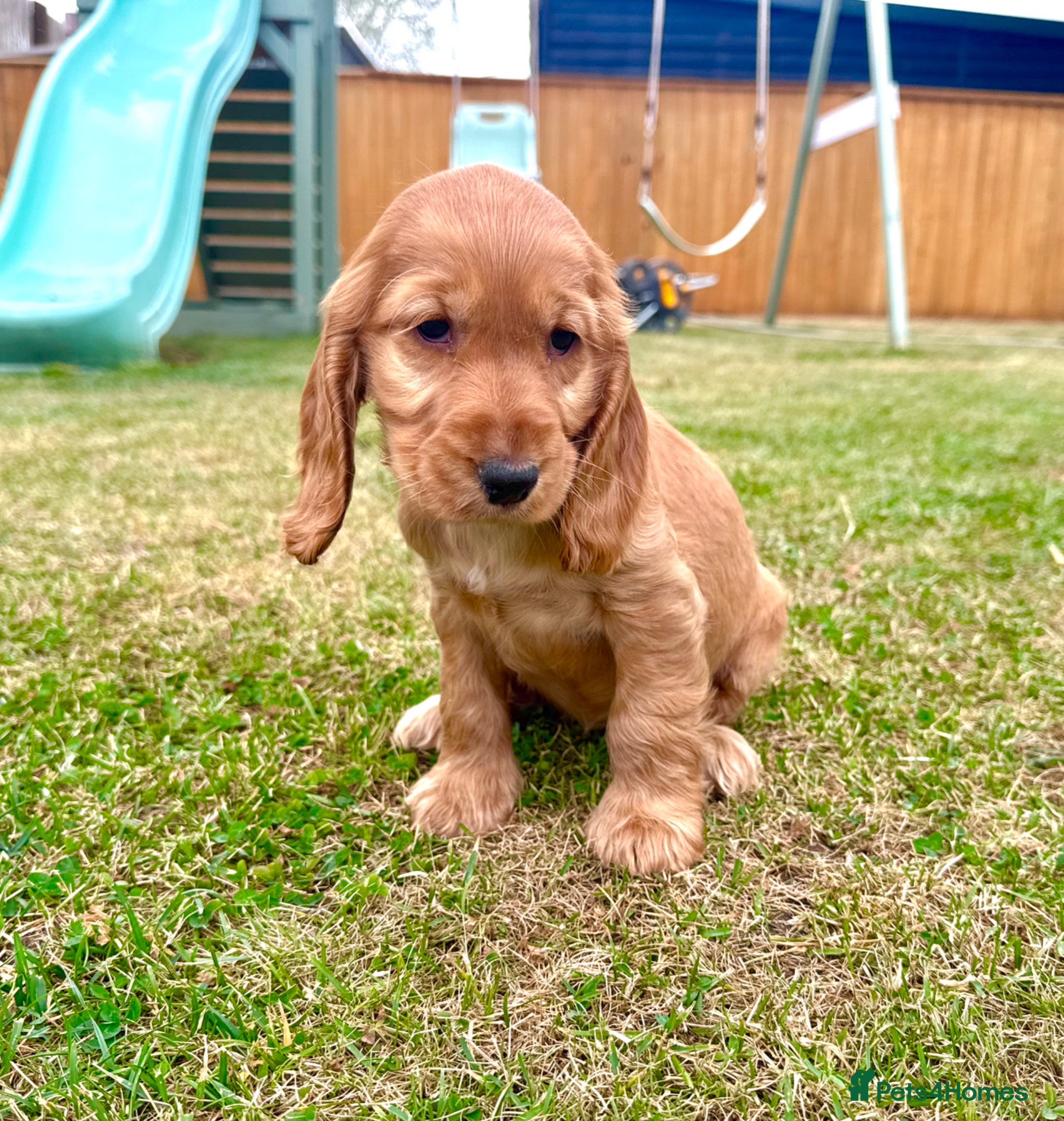 Cocker Spaniel dogs KC Registered Show Cockerspaniel Babies 🐾🐾🐾 - Advert 1