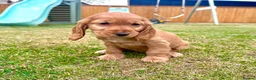 Cocker Spaniel dogs for sale: KC Registered Show Cockerspaniel Babies 🐾🐾🐾 - Advert 1