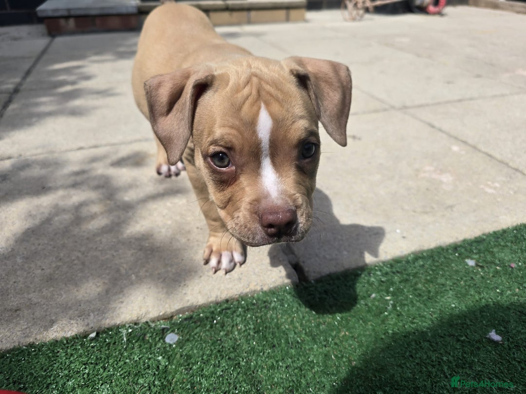 American Bully dogs for sale: Super chunky pocket bullies Ready to leave! - Image 18