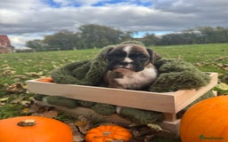 Boxer dogs for sale: ASTONISHING KC REGISTERED BOXER PUPPIES!  - Image 13