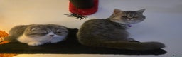 Scottish Fold cats for sale: Rayne & Eden  - Advert 4