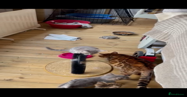 Bengal cats - Advert 6