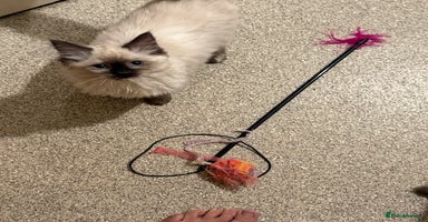 Ragdoll cats 14 week old seal tortie girl  - Advert 5