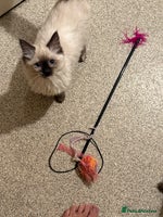 Ragdoll cats 14 week old seal tortie girl - Advert 1