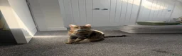 Domestic Shorthair cats for sale: Gorgeous Tabby siblings  - Advert 11