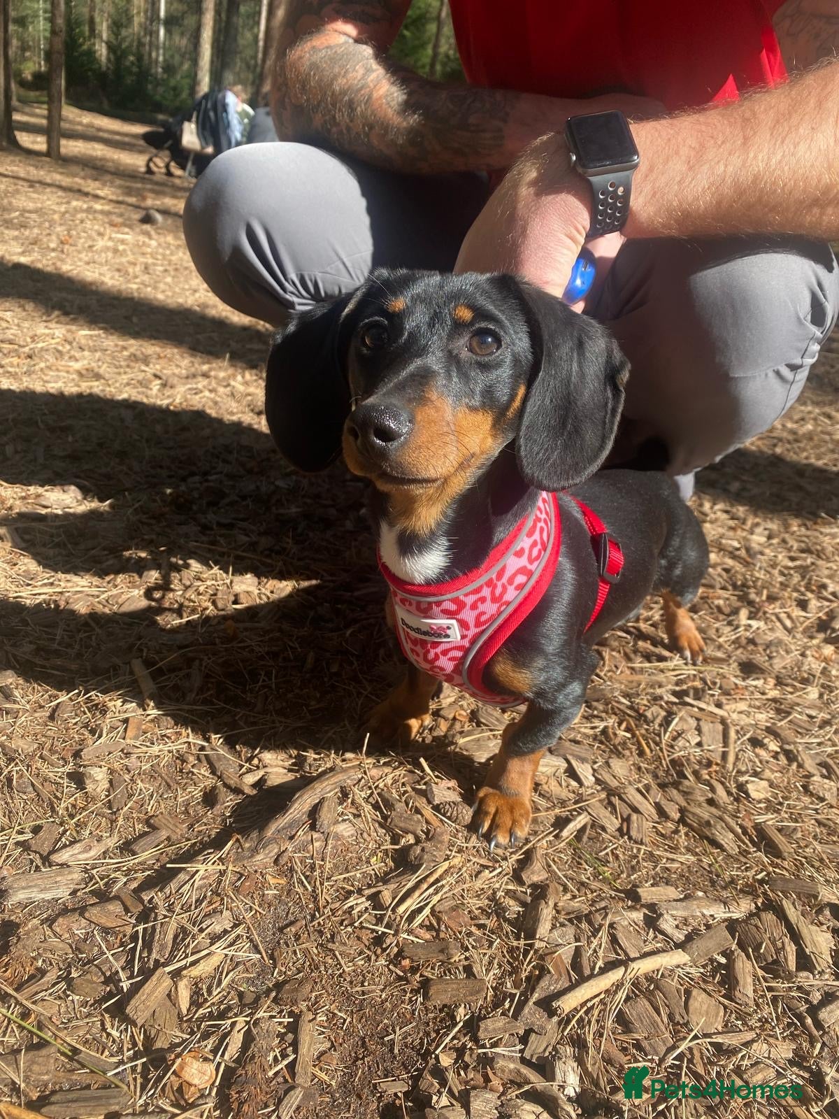 Miniature Dachshund dogs Miniature Dachshund  - Advert 1